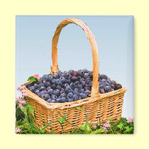 Basket of Blueberries magnets