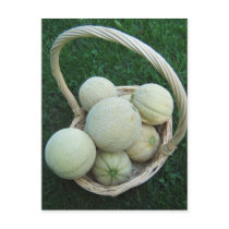Basket of Melons ~ postcard