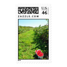 Basket of Red Raspberries Levis Quebec Stamps