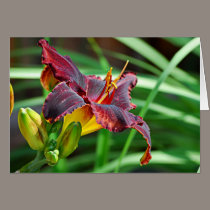 Basking Day Lily cards