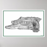 Basking Gators posters