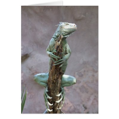 Basking Iguana Card by ZoologicallyInclined