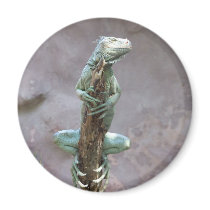 Basking Iguana Magnet
