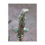 Basking Iguana Postcard