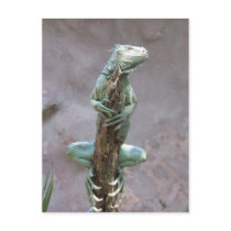 Basking Iguana Postcard by ZoologicallyInclined Basking Iguana Postcard