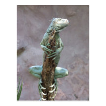 Basking Iguana Postcard