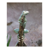 Basking Iguana Poster posters