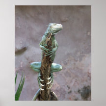 Basking Iguana Poster