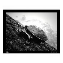Basking posters by jsternig Basking posters