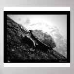 Basking Posters