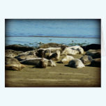 Basking Seals cards