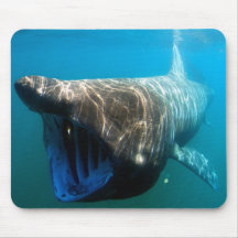 Basking shark mousepads