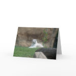 Basking White Tiger card
