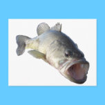 bass 2 postcards
