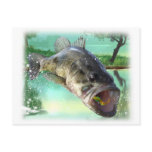 bass fish green postcard