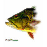 Bass from FishTs.com