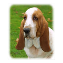Basset Hound 8K92D-07_2 posters by TraffordPhotos Basset Hound 8K92D-07_2 posters