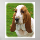 Basset Hound 8K92D-07_2 Print
