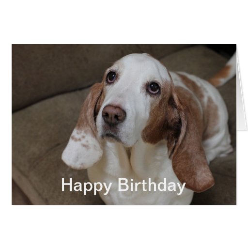 Basset Hound Birthday Card Zazzle