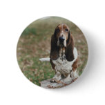 Basset Hound Buttons