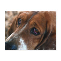Basset Hound Design Postcard