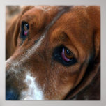 Basset Hound Design Poster