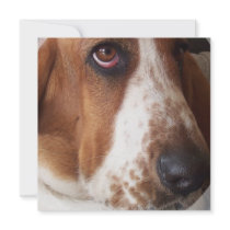 Basset Hound Dog Invitation