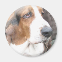 Basset Hound Dog Magnet
