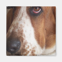 Basset Hound Dog Square Magnet