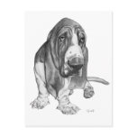 Basset Hound Drawing Postcards