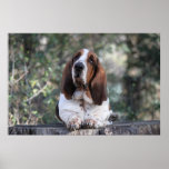 Basset Hound in Mountains Print