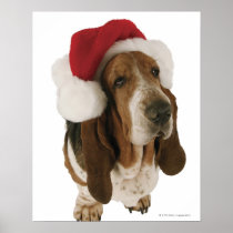 Basset hound in Santa hat Posters