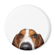 Basset Hound In your face Magnet