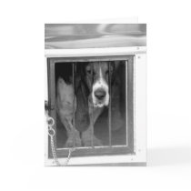 basset hound jail cards by merlin1974 basset hound jail cards