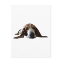 Basset Hound lying down Postcards