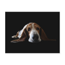 Basset Hound lying down Postcards