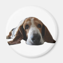 Basset Hound lying down Refrigerator Magnet