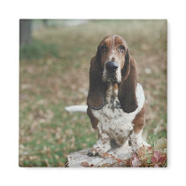 Basset Hound Magnet