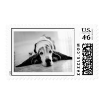 Basset Hound Medium size Postage