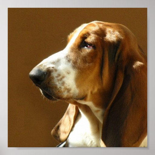 Basset Hound Photo Print