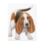 Basset Hound Postcard