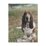 Basset Hound Postcard
