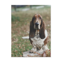 Basset Hound Postcard