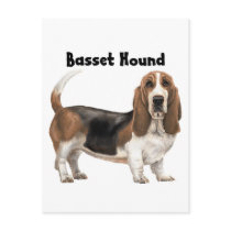 Basset Hound Post Cards