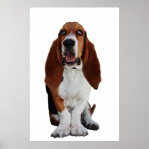 Basset Hound Poster