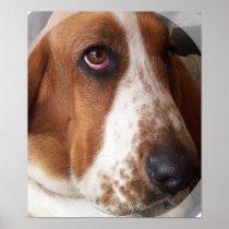 Basset Hound Poster Print