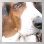 Basset Hound Print