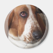Basset Hound Puppy Magnet