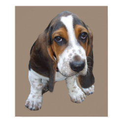 Basset Hound Puppy Print print