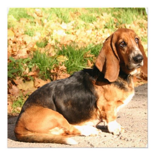 Basset Hound Sitting Invitations